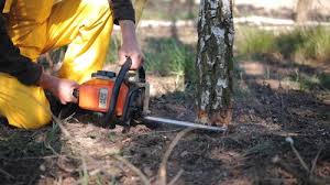 Professional  Tree Services in Channel Lake, IL