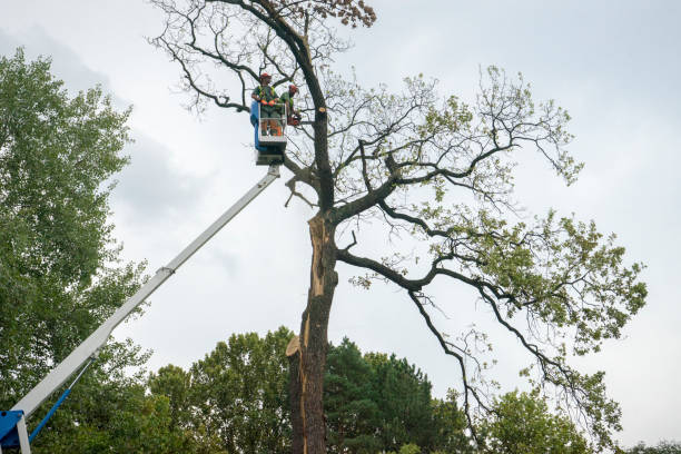 Why Choose Our Tree Removal Services in Channel Lake, IL?